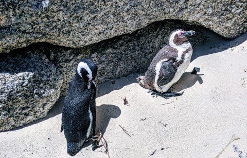 African Penguins Boulders Beach Cape Town